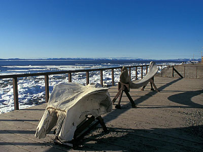 Kotzebue Waterfront and Whale Skull