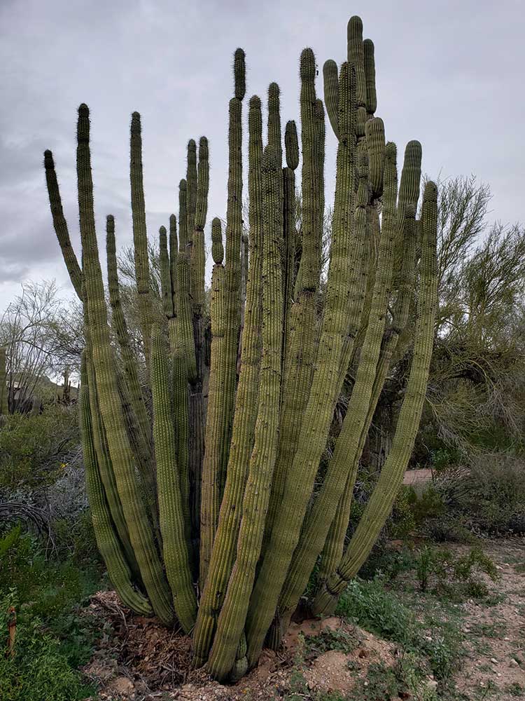 organ-pipe-full-cactus