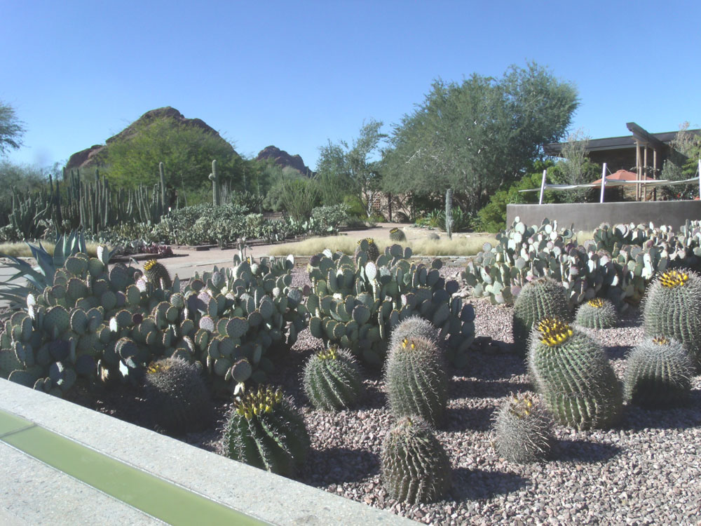 camelback-cholla-sunset