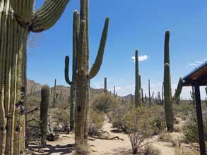 Saguaro National Park