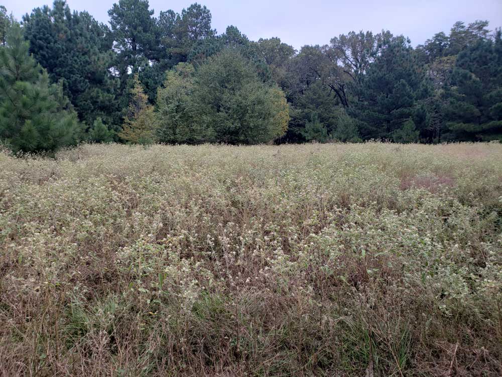 Two Rivers Bridge Park Field