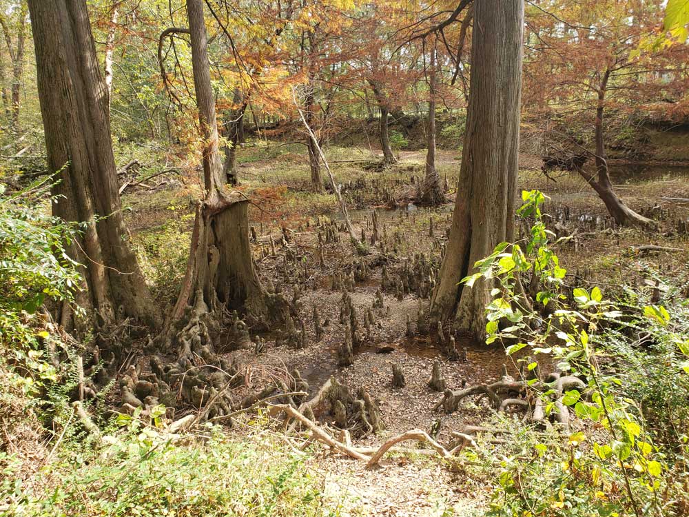 Pinnacle Mountain State Park Kingfisher Trail Riverbed