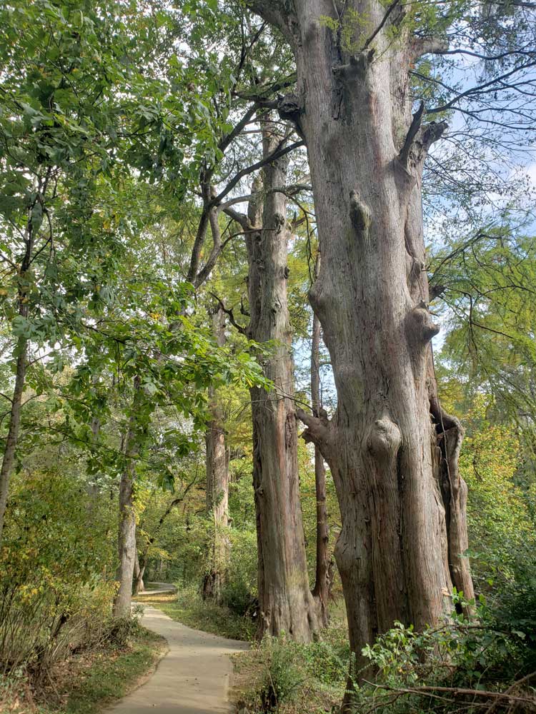 Pinnacle Mountain State Park Kingfisher Trail Tree
