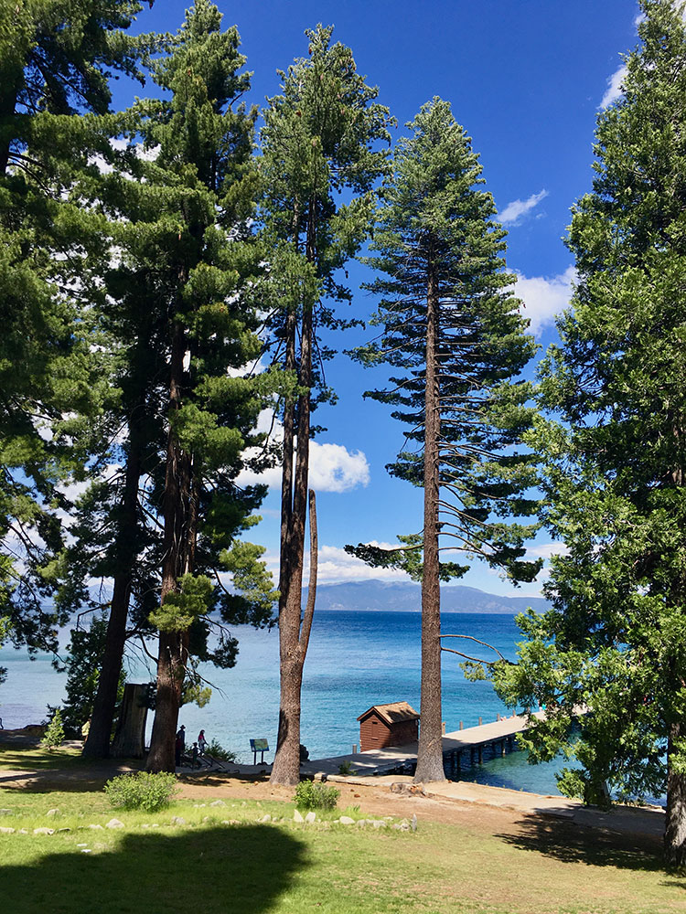 Pine trees around Lake Tahoe at Sugar Pine Point State Park, California