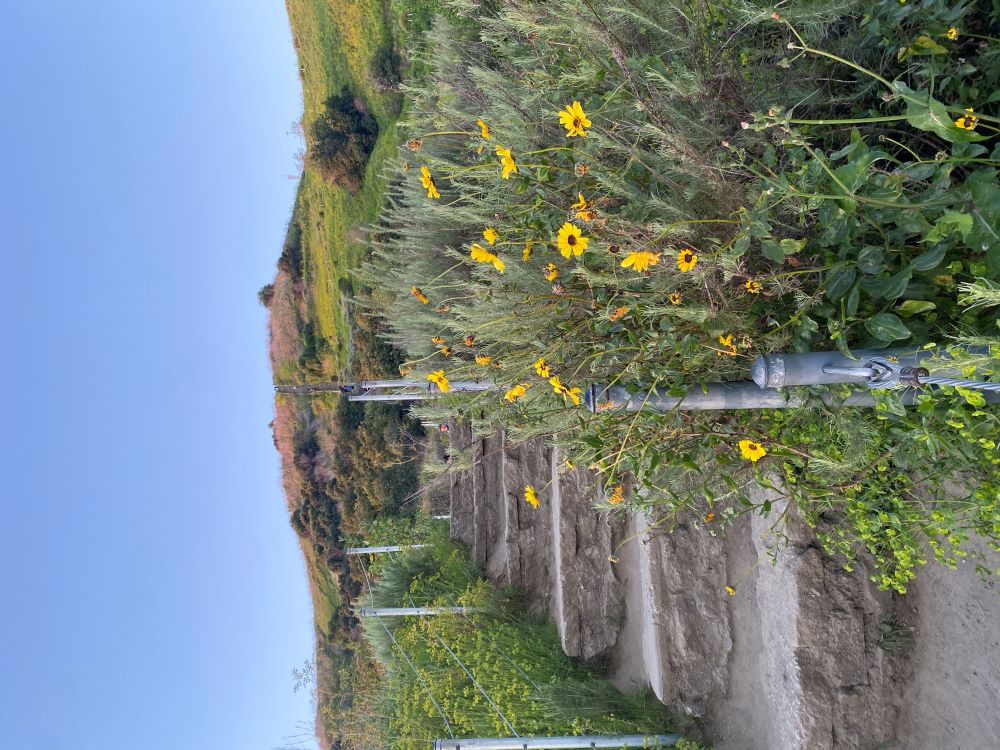 Staircase trail at Baldwin Hills Scenic Overlook, Los Angeles