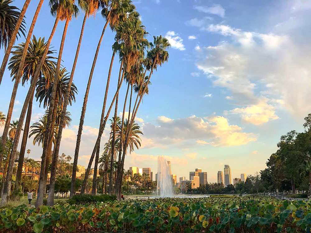 Echo Park Lake with lotus flowers and Los Angeles skyline in the background