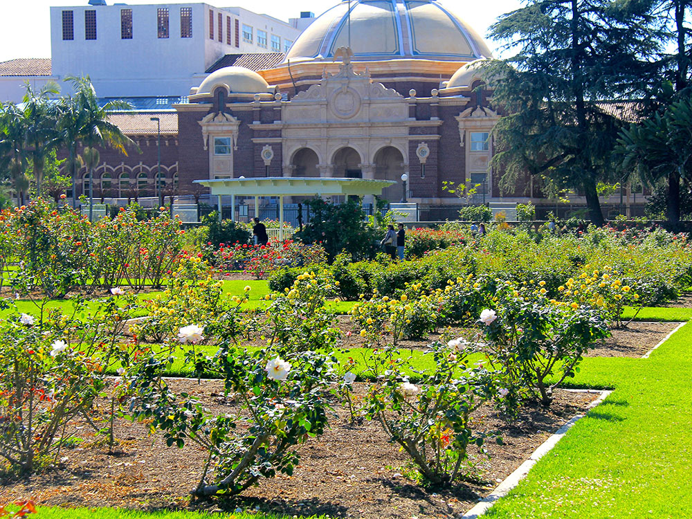 Rose bushes in bloom at Exposition Park Rose Garden, Los Angeles