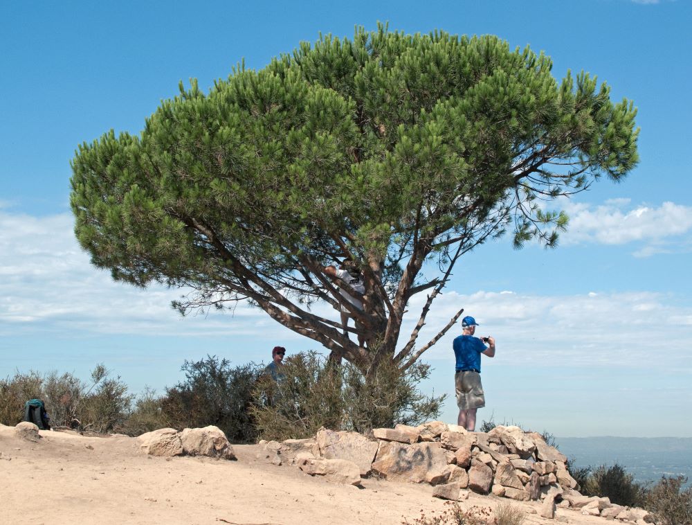 Lonesome pine tree at Burbank Peak in Griffith Park, Los Angeles, California