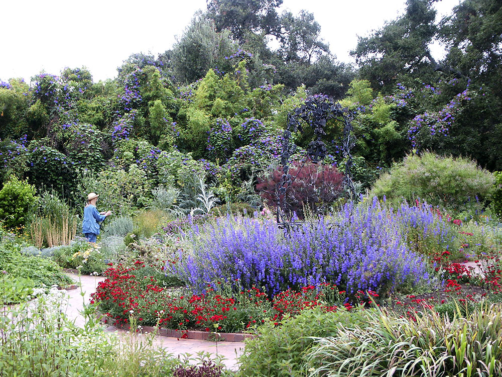 Spring blooms in the Herb Garden at the Huntington Library, San Marino