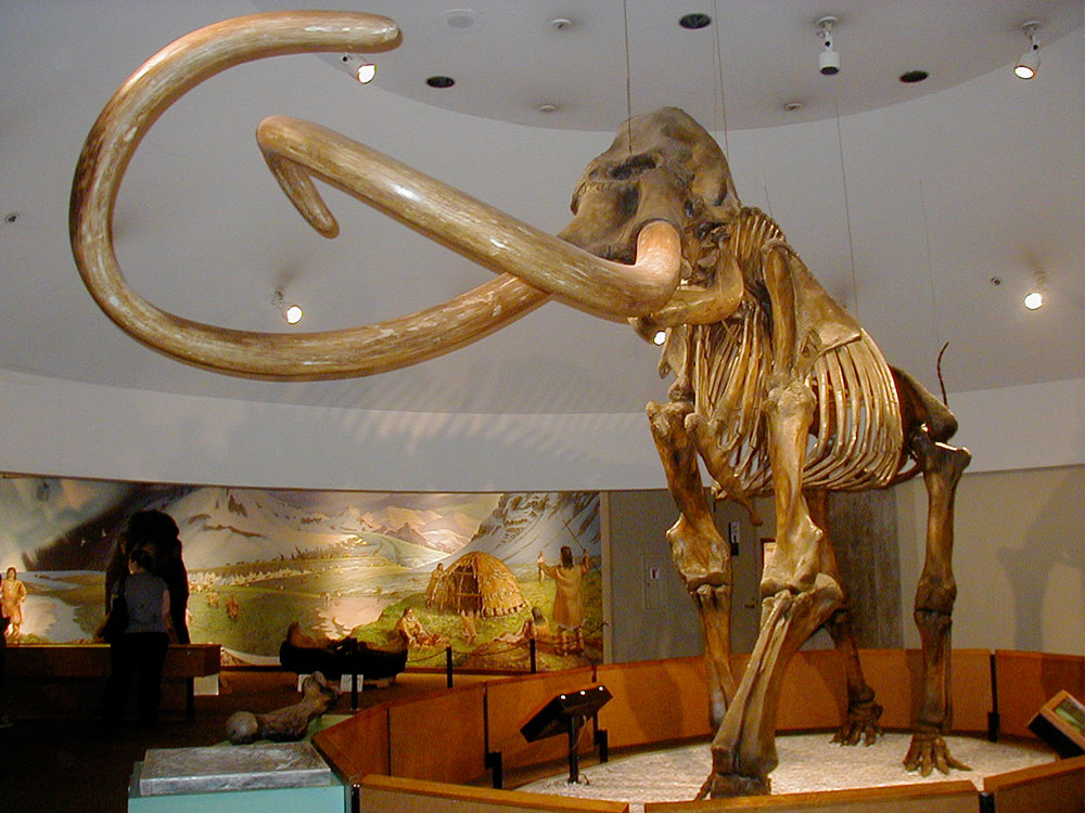 Columbian mammoth fossil skeleton at the La Brea Tar Pits, Los Angeles
