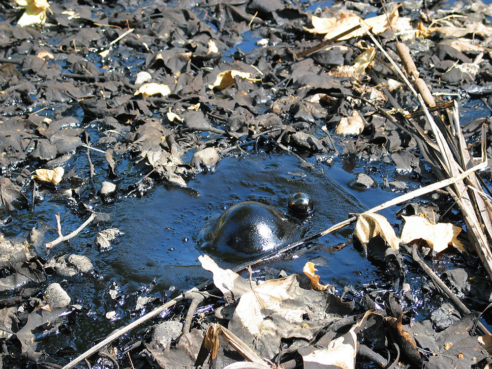 Tar bubbling at the surface at La Brea Tar Pits in Los Angeles