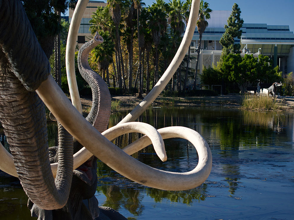 View of the La Brea Tar Pits open tar lake in Los Angeles, California
