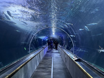 Aquarium of the Bay