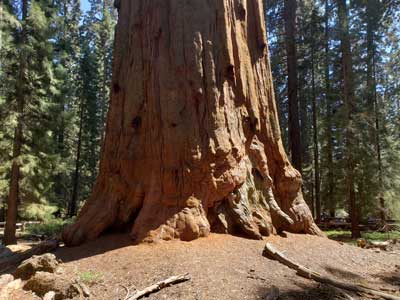 sequoia-general-shermanthumbnail