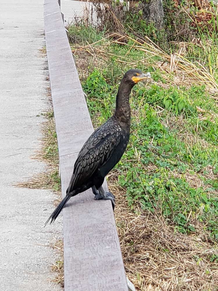 Anhinga Trail Bird