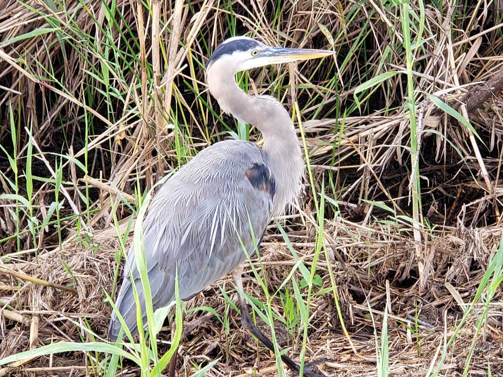 Anhinga Trail Bird Two