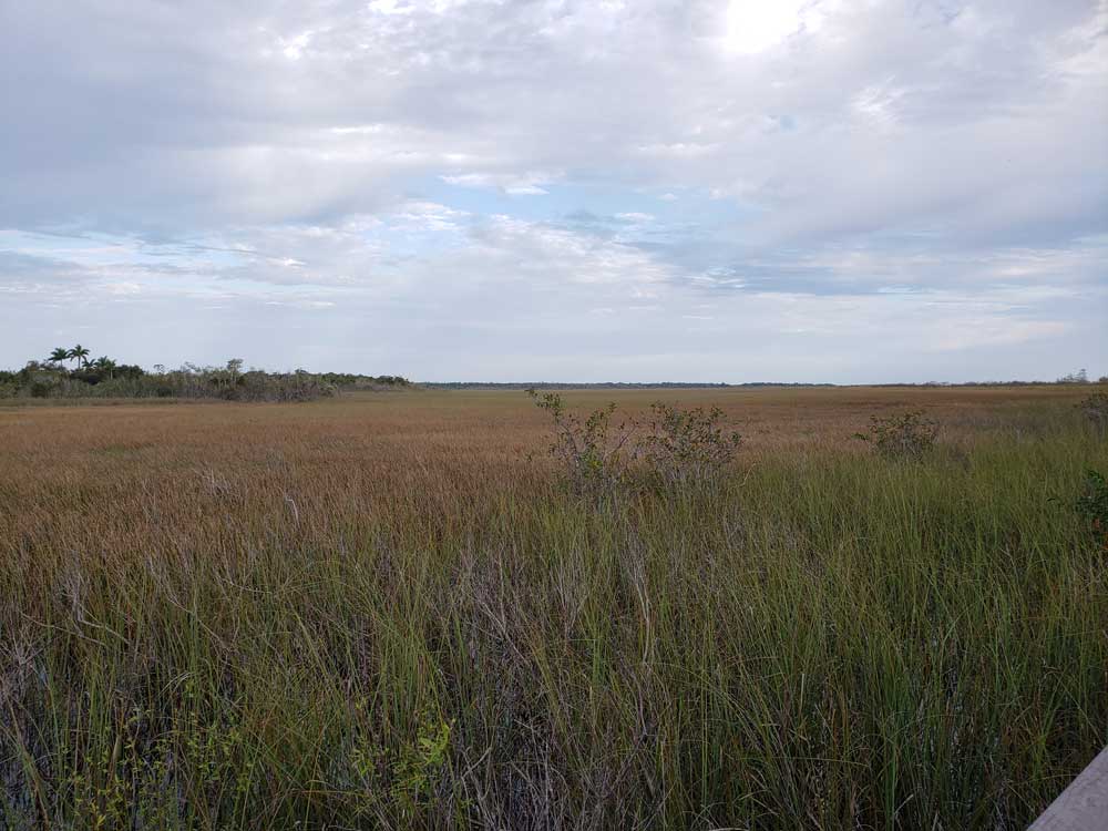 Anhinga Trail Grass