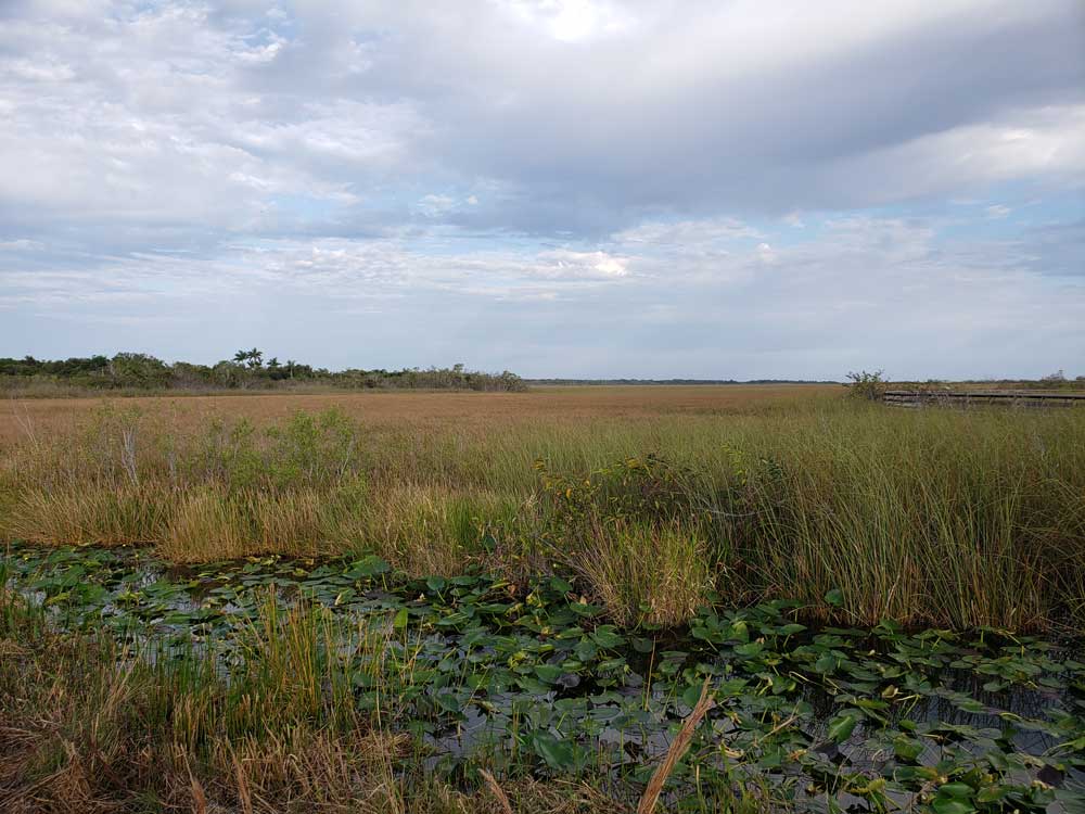 Anhinga Trail Lillies