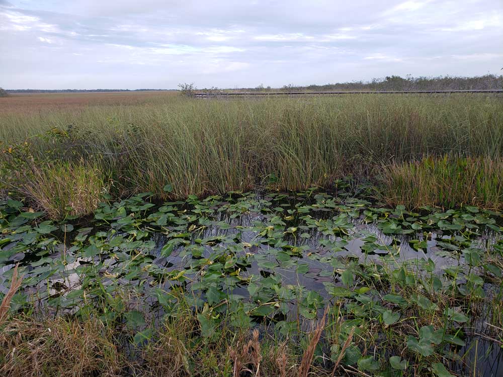 Anhinga Trail Lily Pads