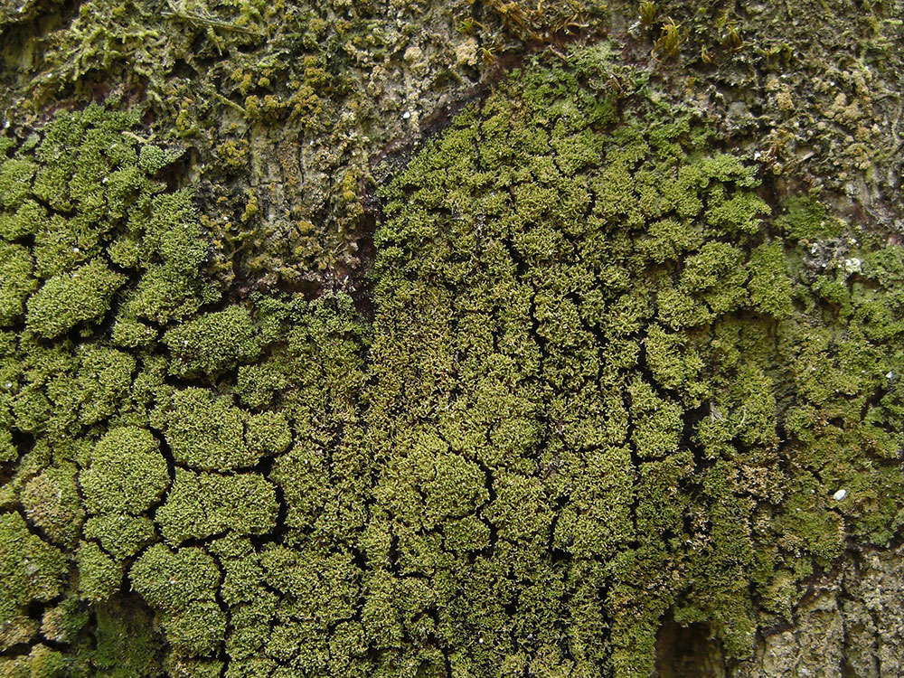 biscayne-boardwalk-two