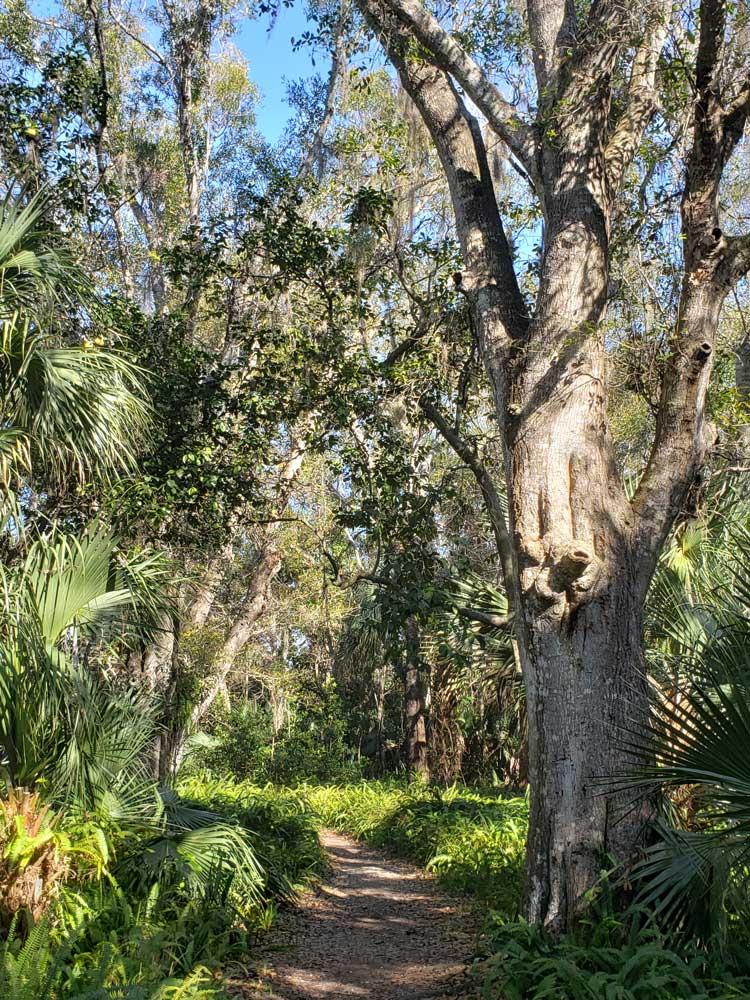 Anhinga Trail Boardwalk