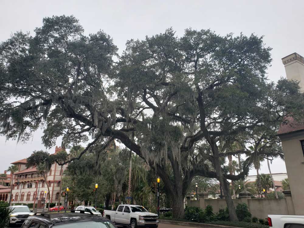 st-augustine-tree-two