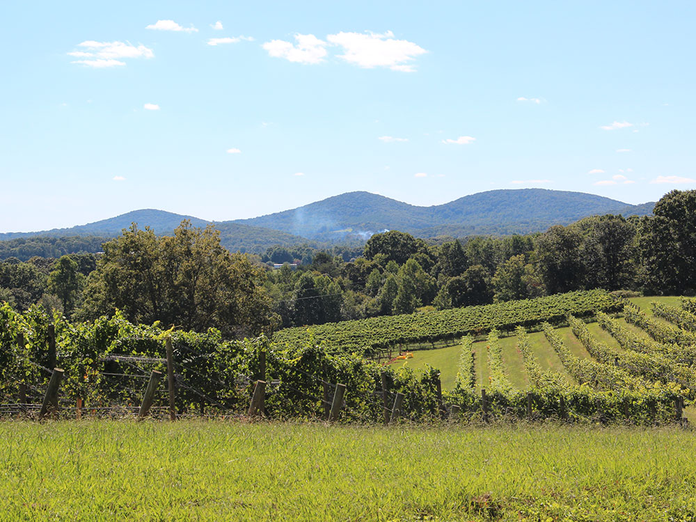 bonaventure-cemetery-moss-walkway