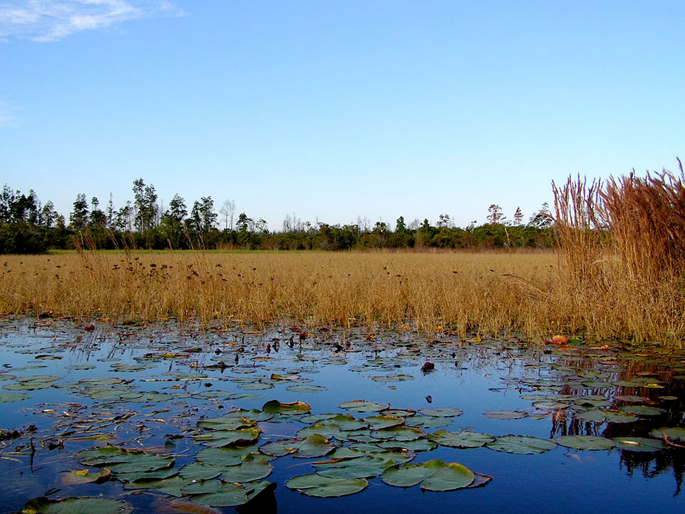 bonaventure-cemetery-moss-trees