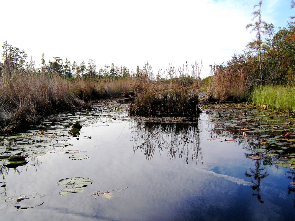 bonaventure-cemetery-walking-path