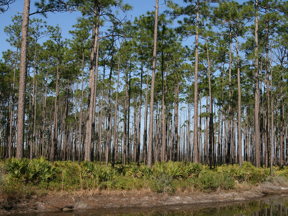 bonaventure-cemetery-moss-walkway