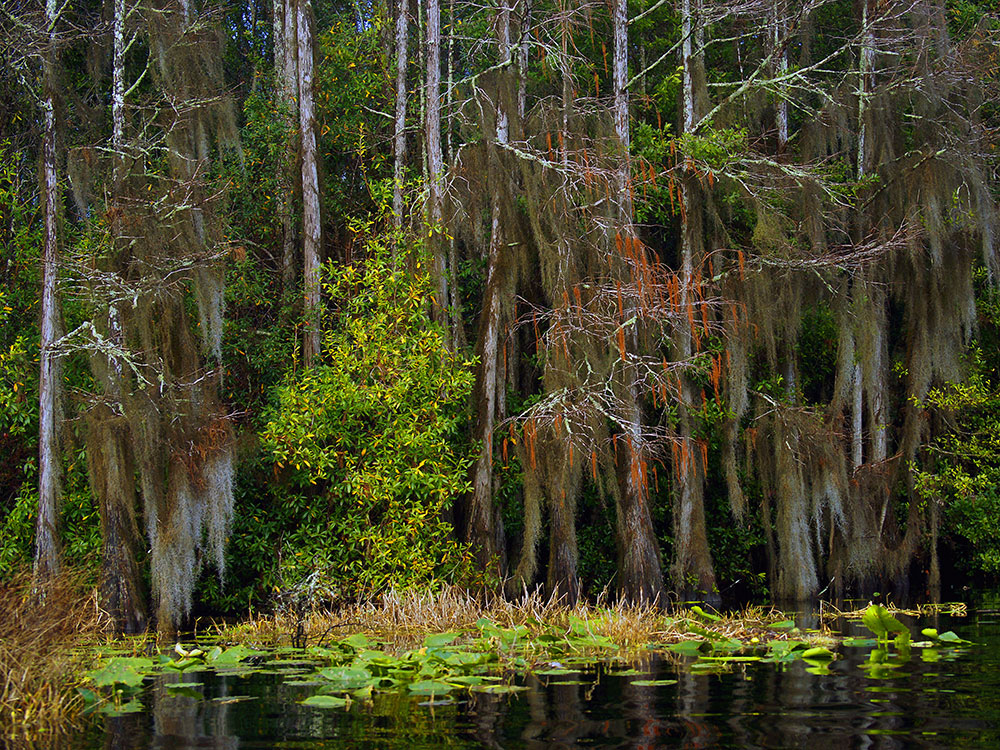 bonaventure-cemetery-walking-path