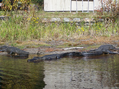Great Smoky Mountains National Park Chimney Tops Trail