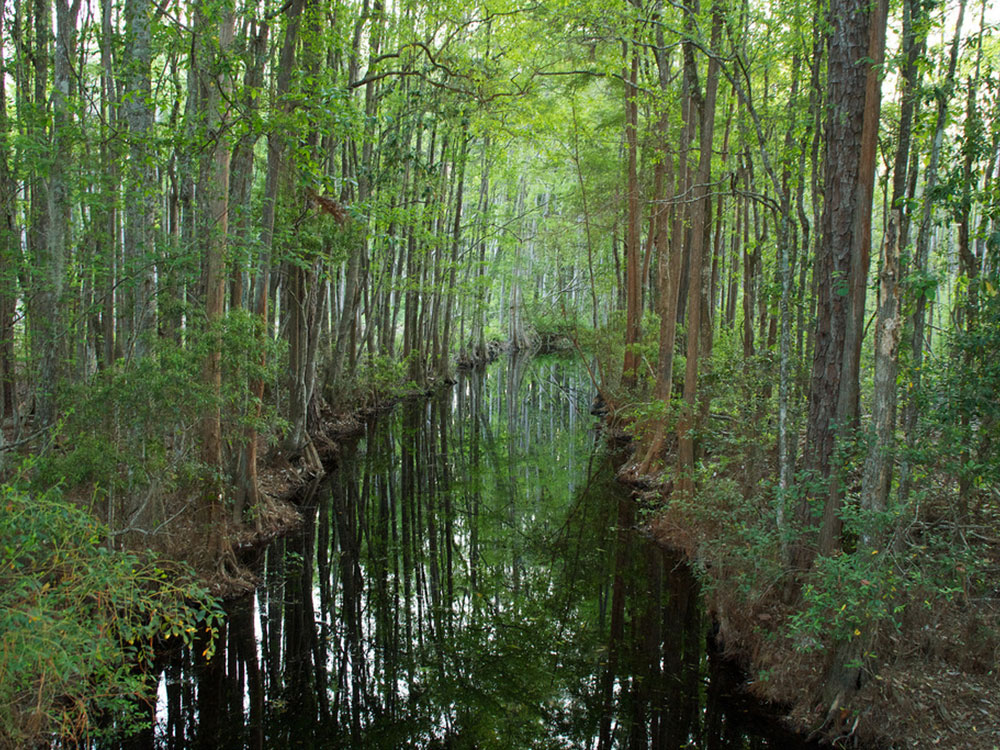 bonaventure-cemetery-flowers