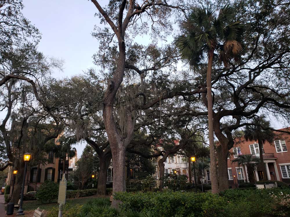 forsyth-park-houses-and-trees