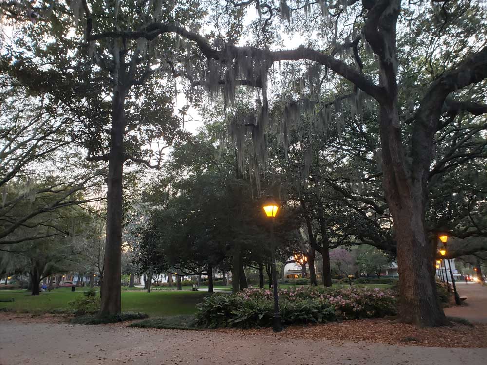 forsyth-park-tree