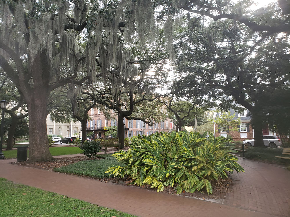 bonaventure-cemetery-moss-walkway