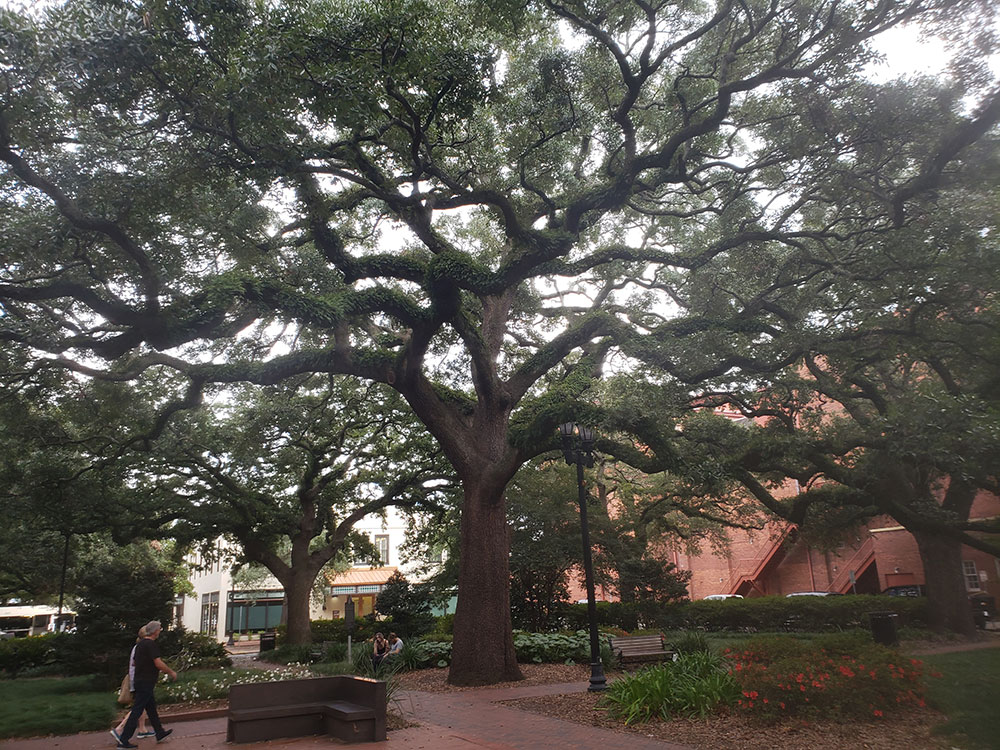 bonaventure-cemetery-walking-path