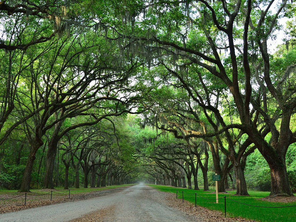 bonaventure-cemetery-moss-trees