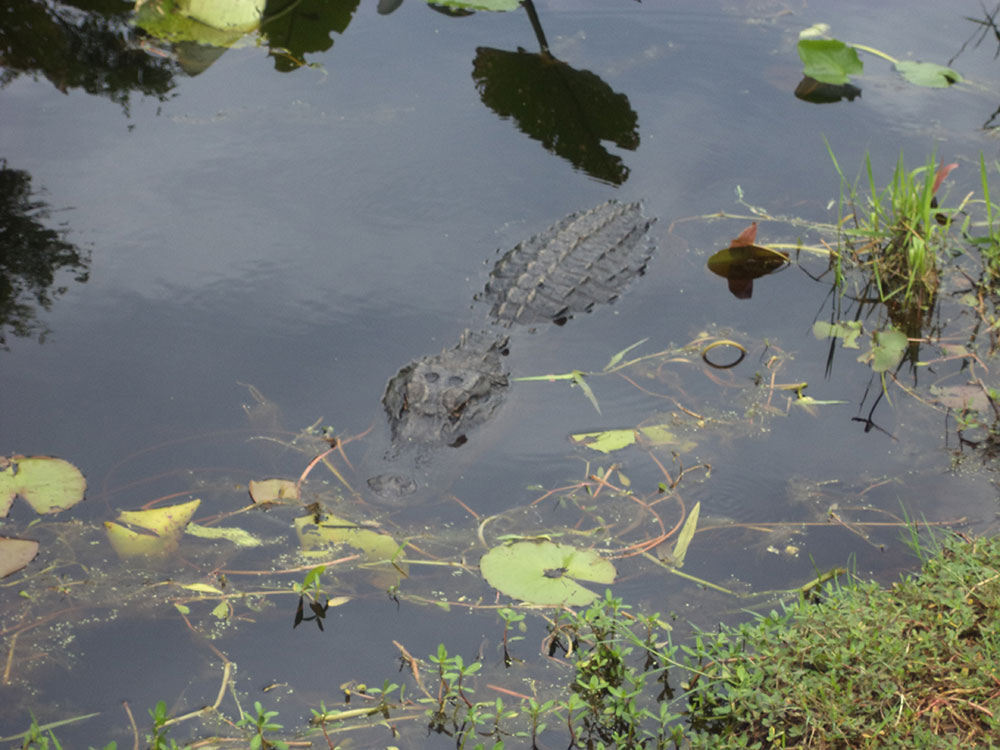 bonaventure-cemetery-angel-sculpture