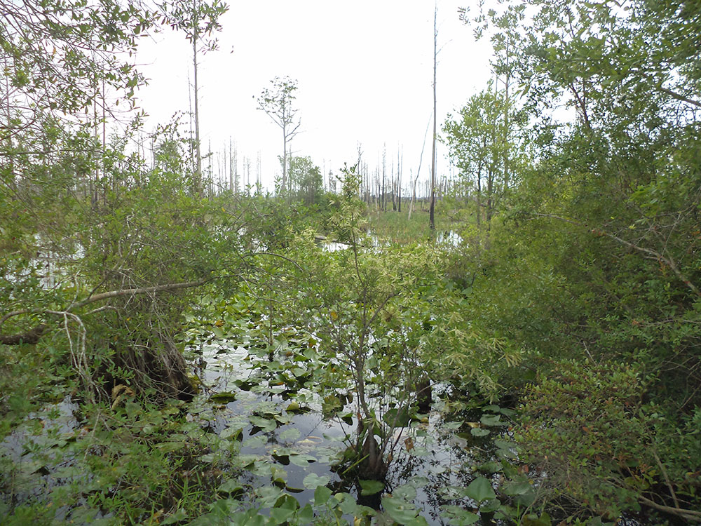 bonaventure-cemetery-walking-path