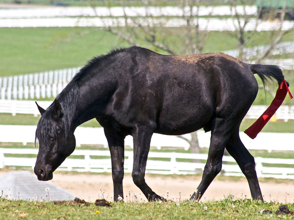 Black Mountain Kentucky High Point Sign