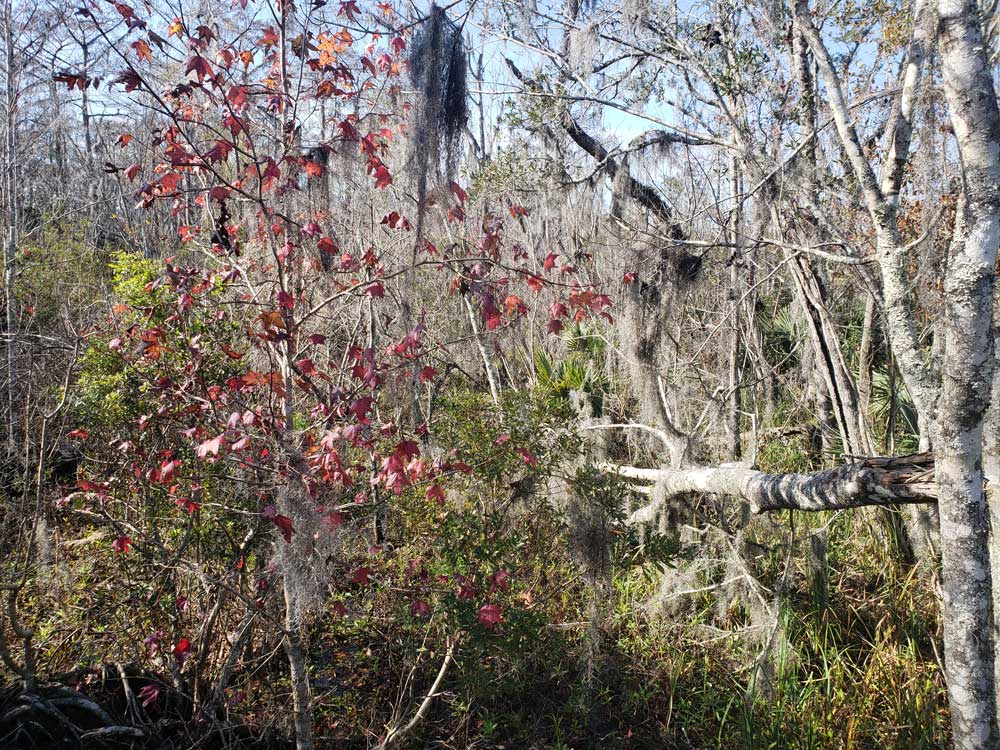 />
<figcaption class=