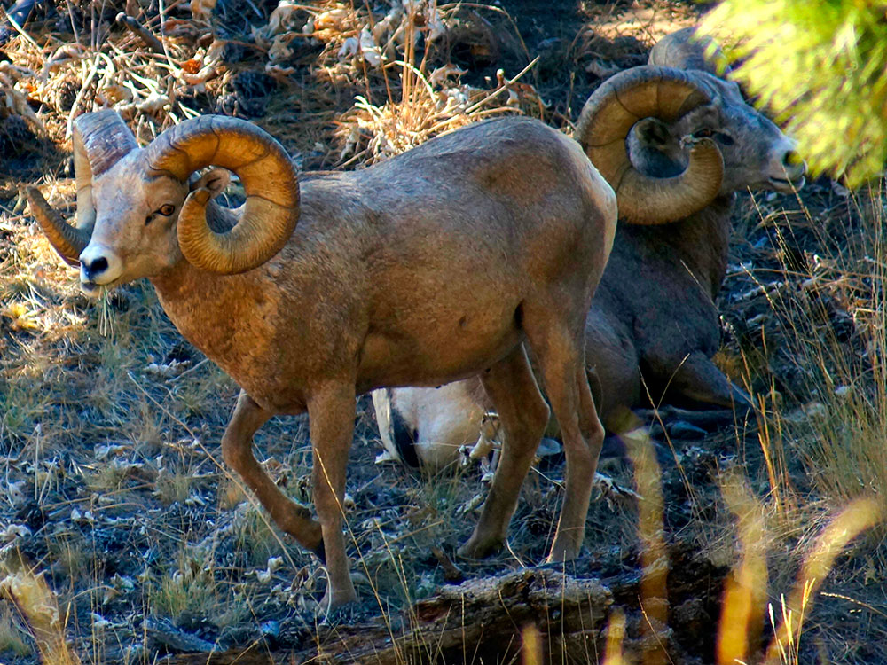 Crater Lake Wizard Island South View