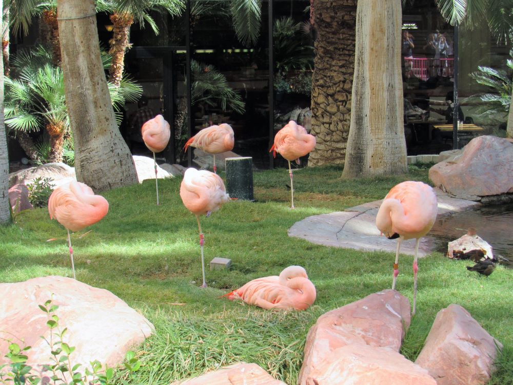 Flamingo Las Vegas wildlife habitat garden with tropical birds and flamingos