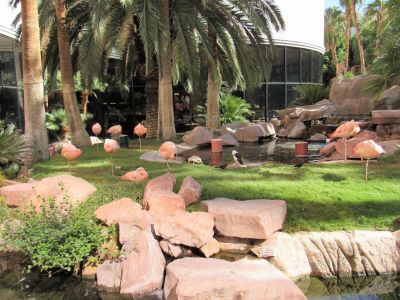 Tropical wildlife habitat at Flamingo Las Vegas Hotel featuring flamingos and exotic birds