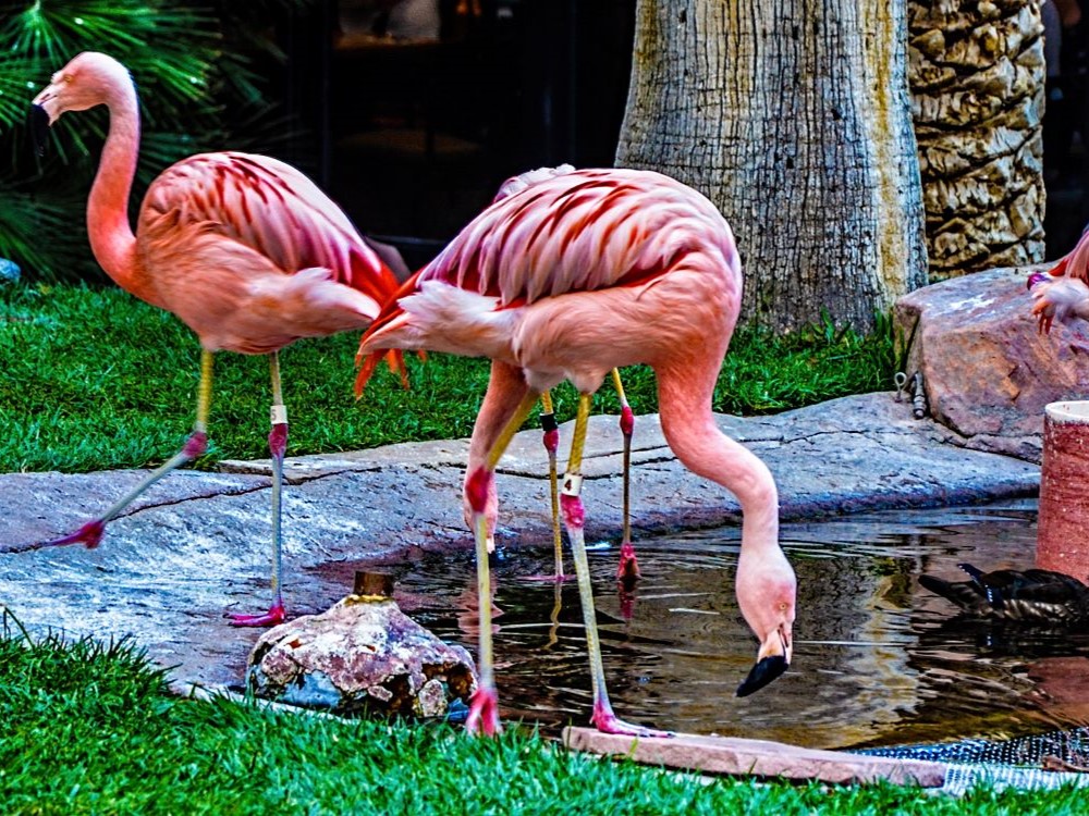 Flamingo Las Vegas wildlife habitat garden with tropical birds and flamingos