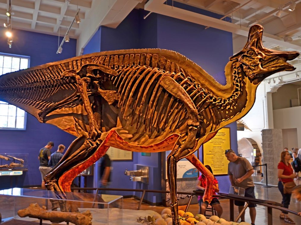 Natural history museum exhibit with large prehistoric specimens on display