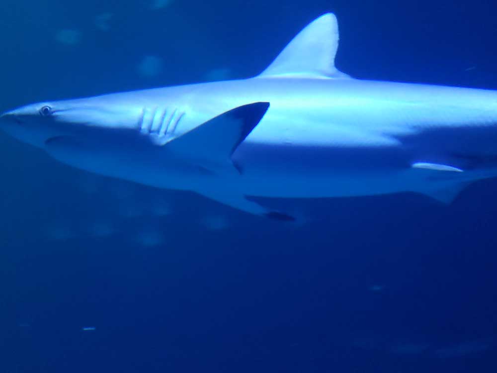 Shark swimming through Shark Reef Aquarium at Mandalay Bay Las Vegas