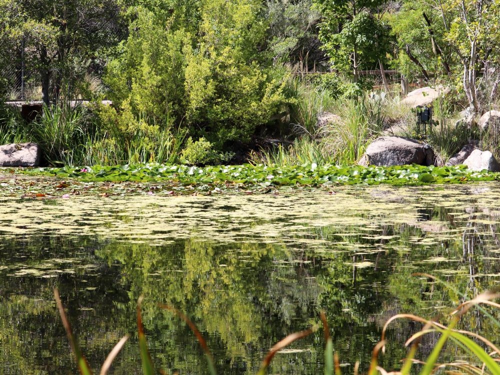 ABQ BioPark Botanic Garden landscape, Albuquerque, New Mexico