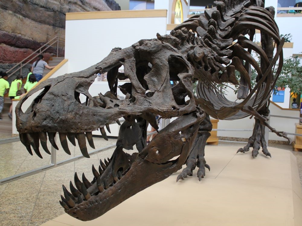 Stan the T. rex fossil skeleton on display at the New Mexico Museum of Natural History and Science, Albuquerque, New Mexico